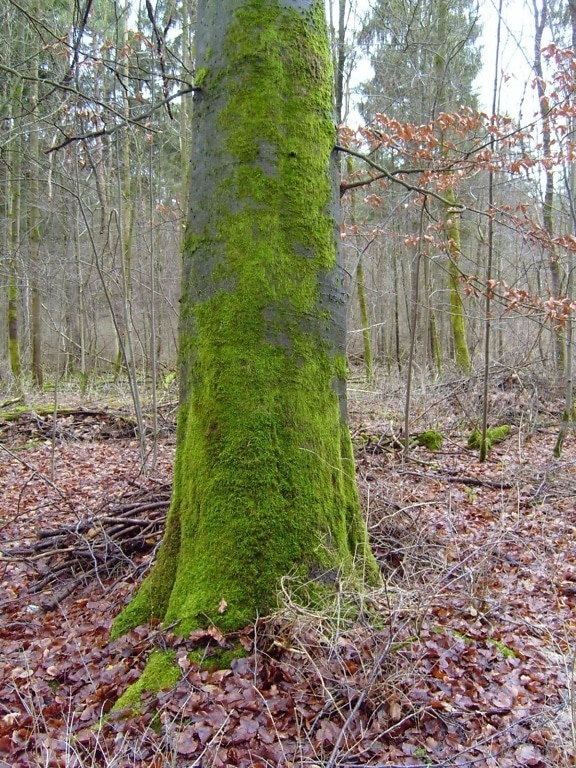 Mossy, træ, trunk