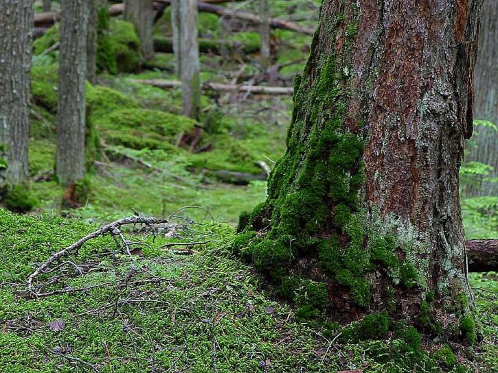 mossy, trees, forests, woods