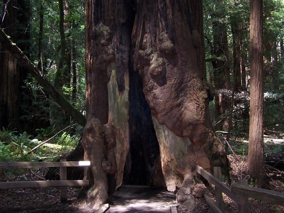 ouverte, base, grand, séquoia