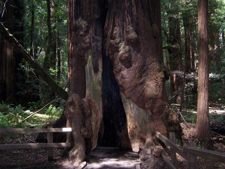 redwood terbuka, dasar, besar,