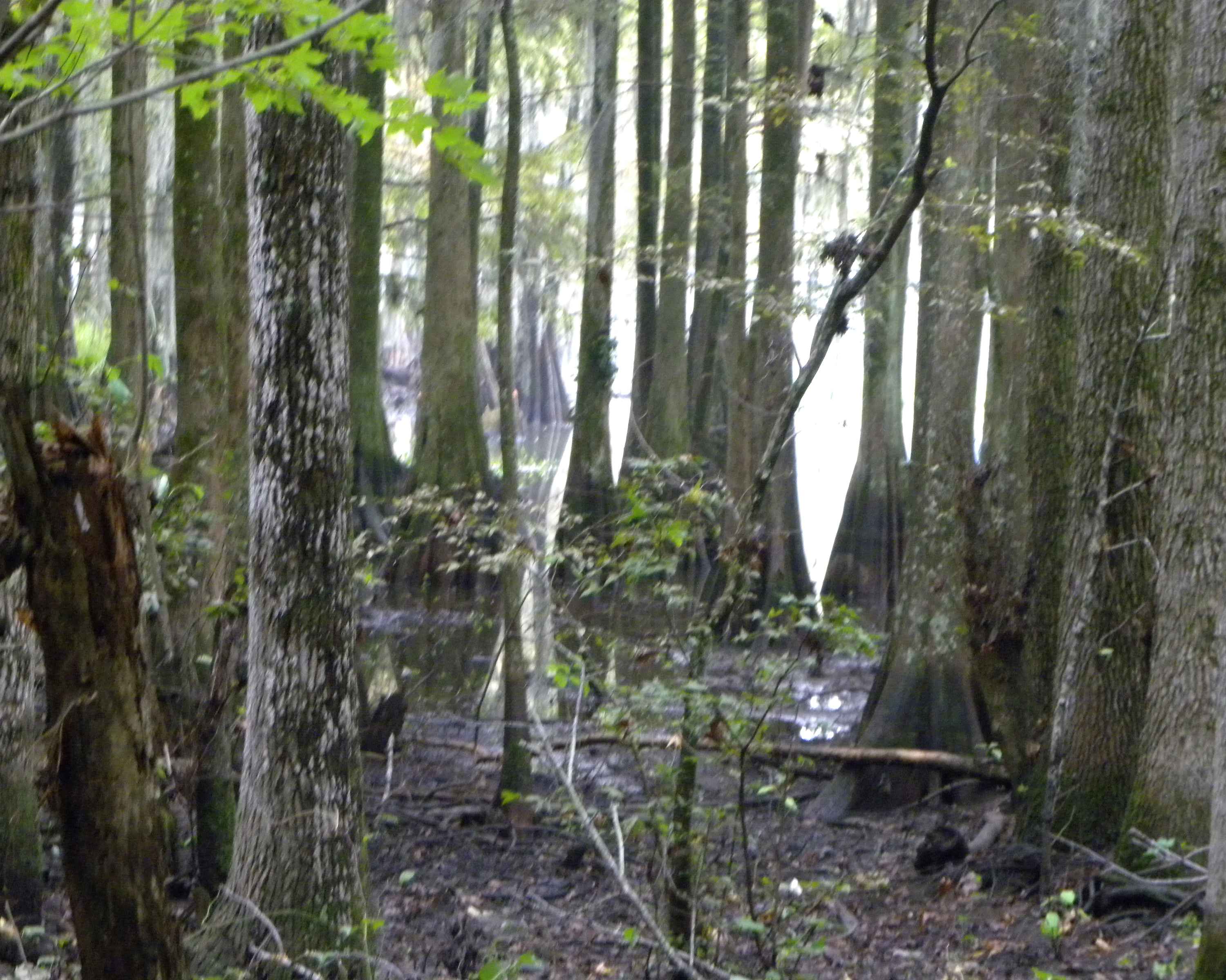 Долина заросшая лесом. Затопленный лес Беларусь. Затопленный лес Калининград. Затопленный лес в Крыму. Затопленный лес Япония.