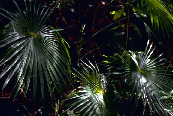 Palms, tieň, džungľa