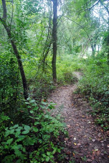 path, wild, woods