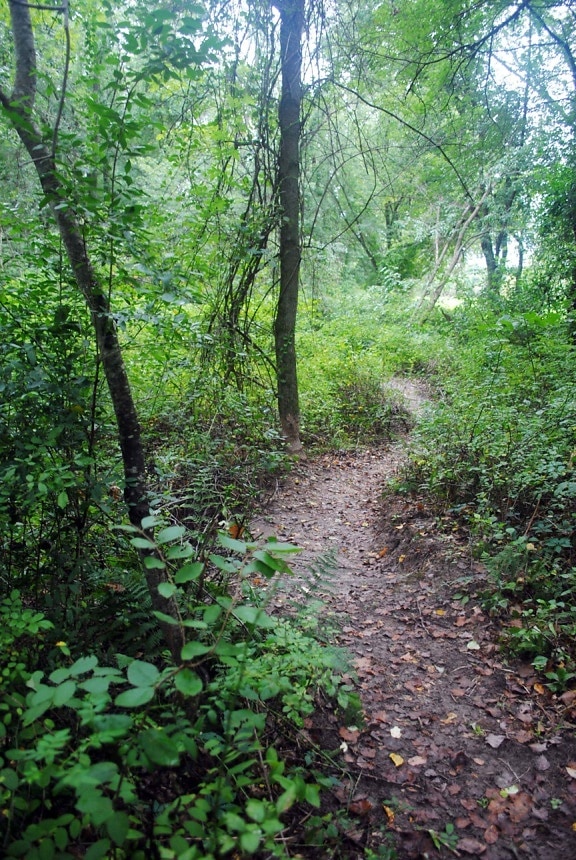 kerti ösvény, vad, erdőben