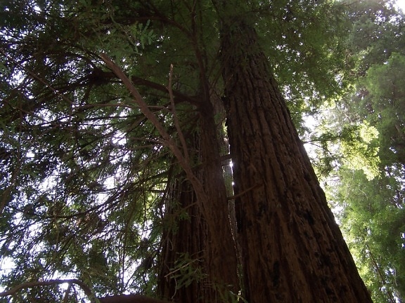 perspektiv, redwoods