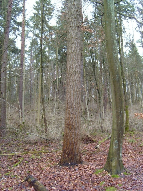 pin, arbre, tronc