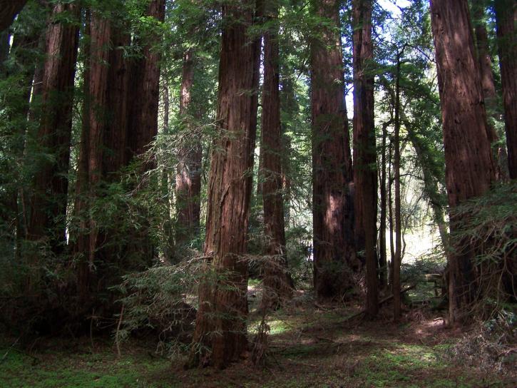 Redwood, Meir, Taman