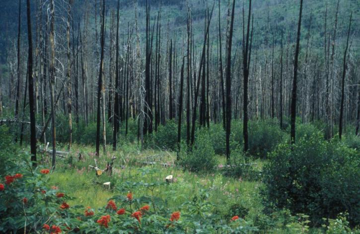 regrowth, forest, fire