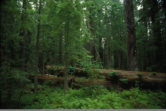 naturskjønne, skog, habitat