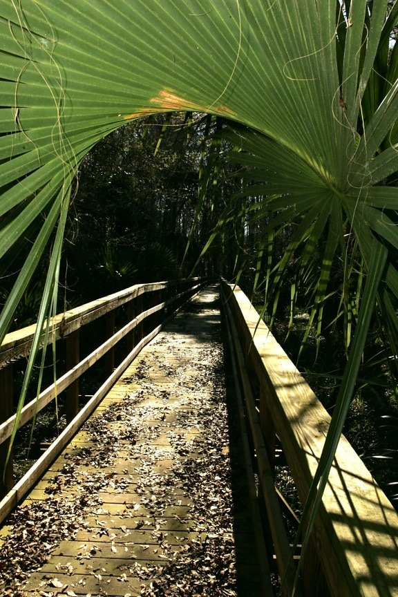 small, bridge, path, tropical, forest