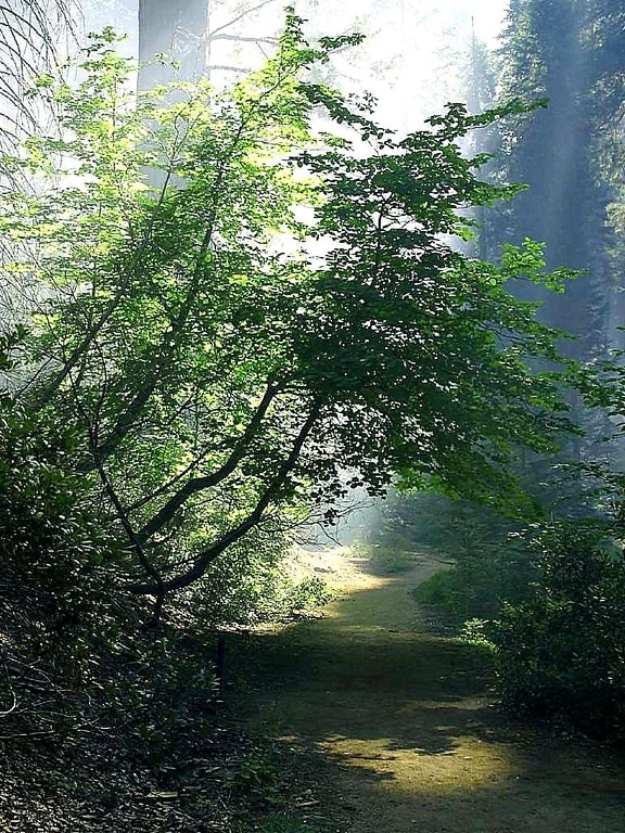 สโมคกี้ เส้นทาง เส้นทาง ป่า ป่า