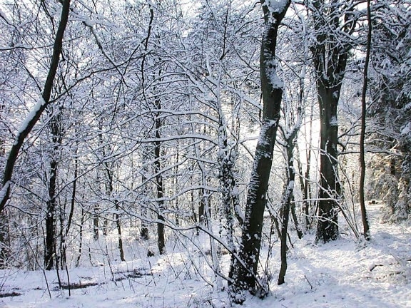 snow, forest