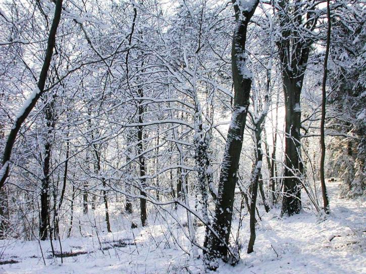 nieve, bosque