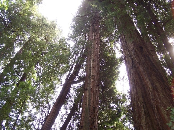 Sonne, Redwoods