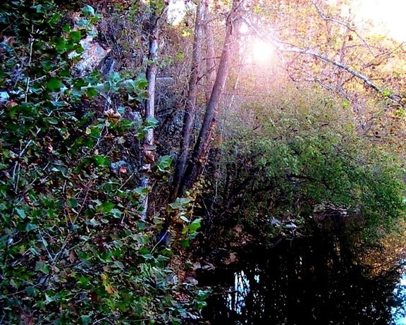 sun, trees, copper, creek