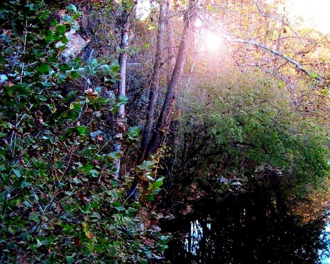 solen, träd, koppar, creek