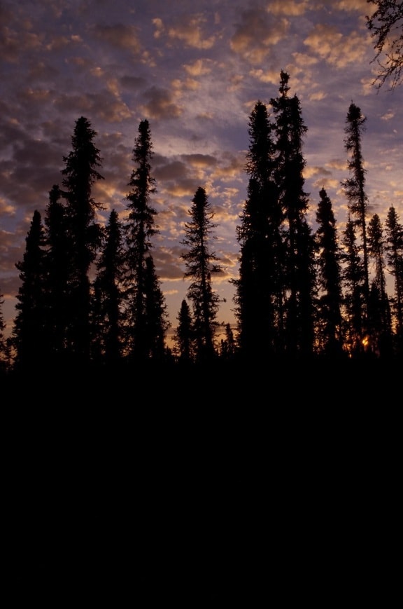 coucher du soleil, forêt