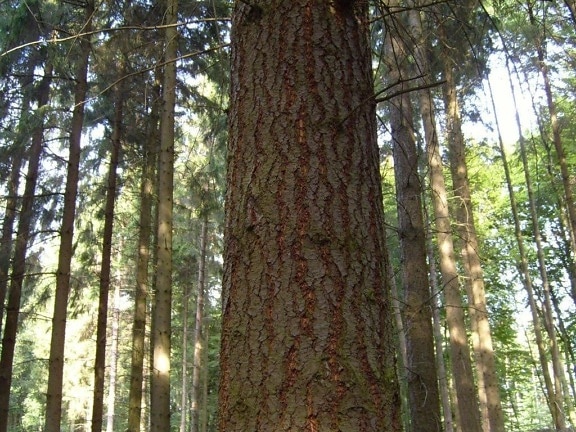 tree, trunk, woods