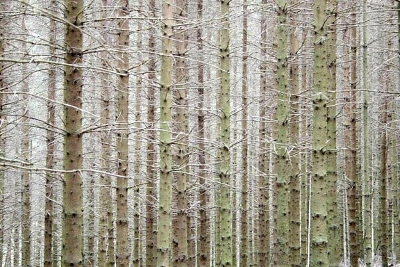 stromy, protokoly, lesní