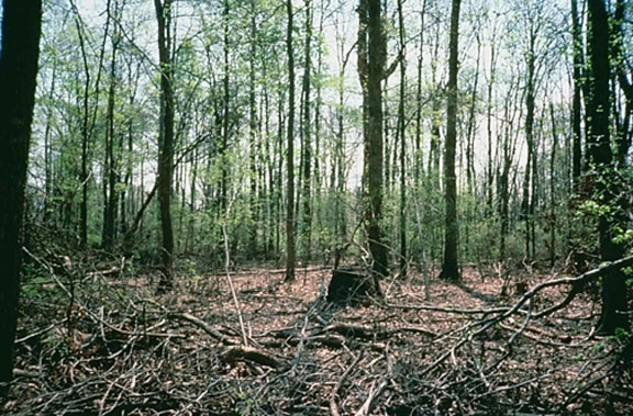 zonele umede, de pădure