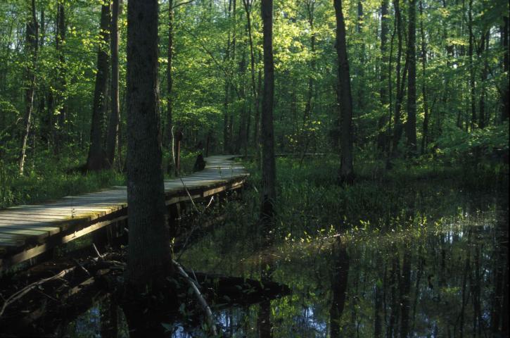 木製、ボード、経路、湿地は、生息地
