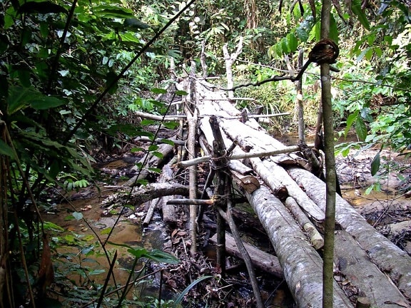 wooden, bridge, built, natural, products, cross, swampy, marshy, area, okapi, fauna, reserve