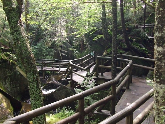 wooden, bridge, forest