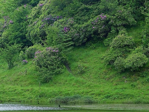 deerpark, 爱尔兰, 池塘, 灌木, 小径