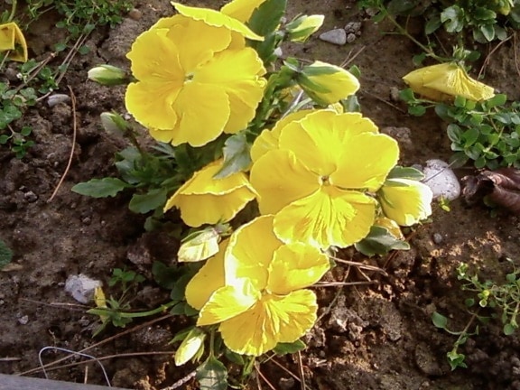 žluté květy, zblízka, zahradní
