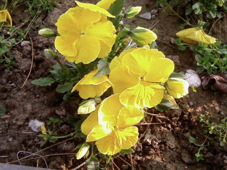 yellow flowers, up-close, garden