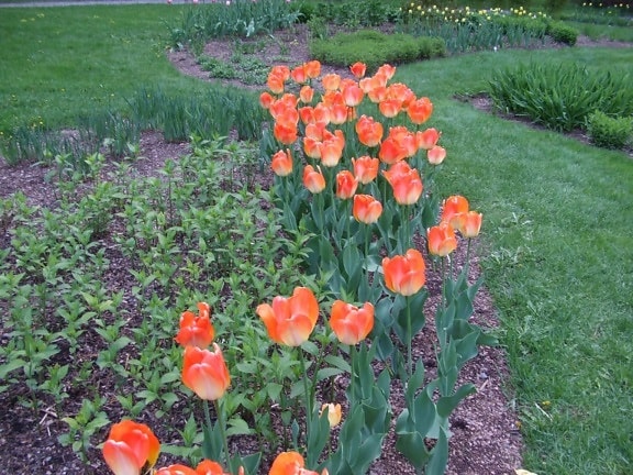 flores, jardim, luz vermelha, flor tulipa