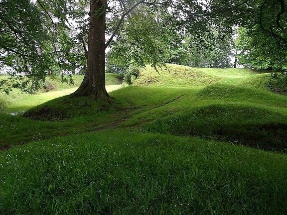 zelená tráva, park