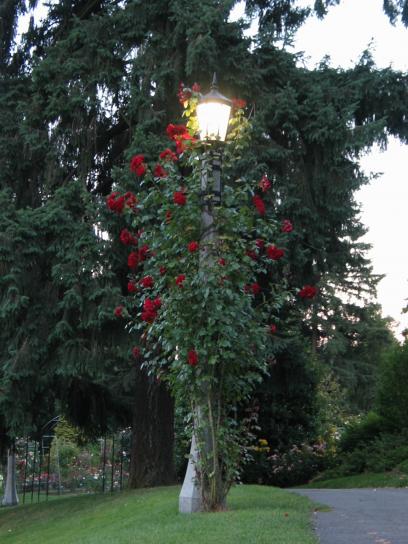 lámpara, jardín