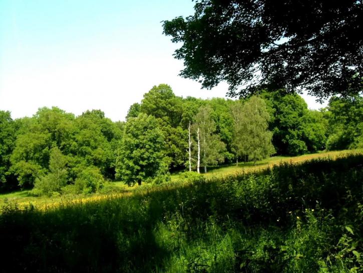 τοπικό πάρκο, πράσινο γρασίδι, καλοκαίρι, δέντρα, εθνικό πάρκο