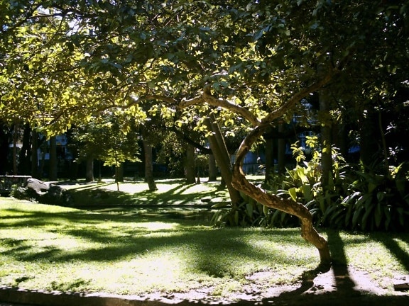 jardins, museu, republica, Janeiro