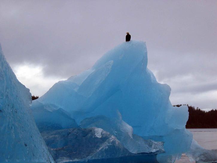 Adler sitzt Gletscher
