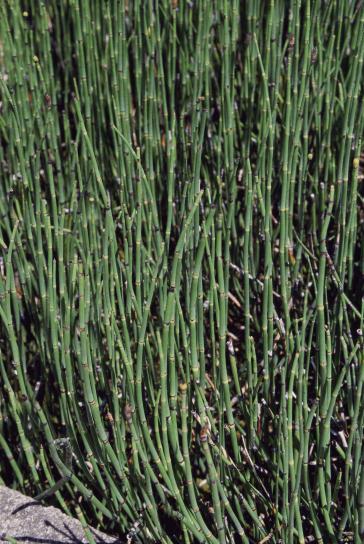 up-close, invasive, plant, bamboo, grass