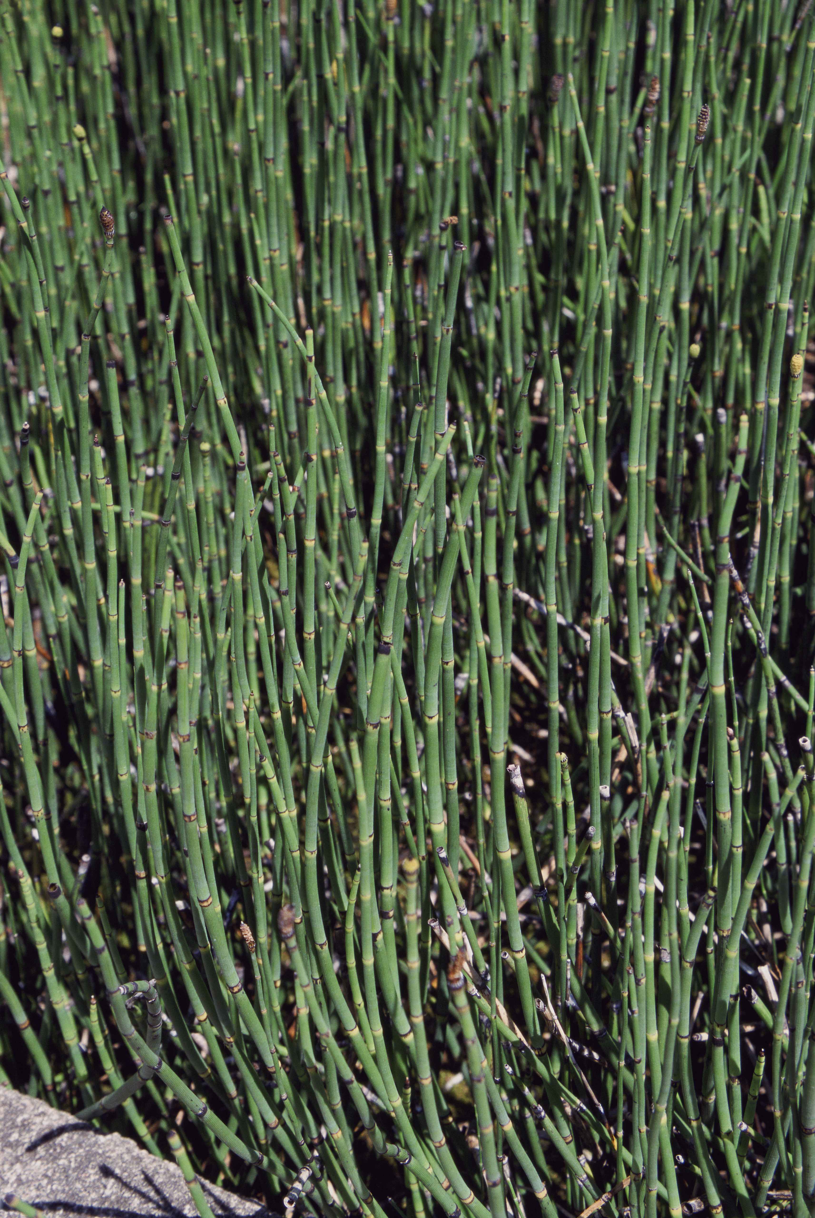 Free picture up close invasive plant bamboo grass 