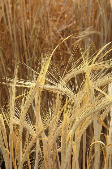 barley, gandum, rumput, tanaman