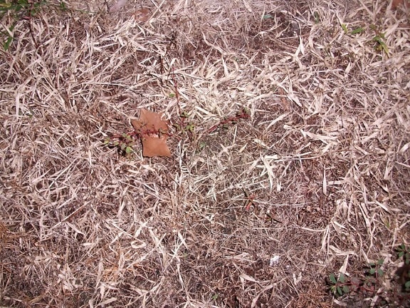 brown, dead, grass, weeds, leaves