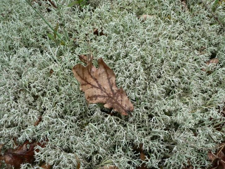 brown, leaf, sphagnum, moss