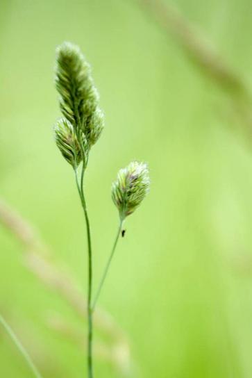 up-close, hijau, rumput