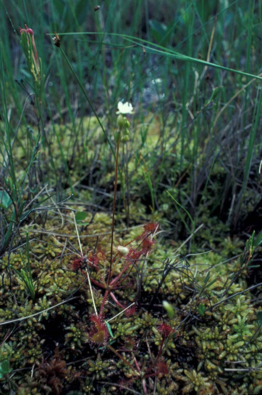 close-up-of-white-flower-in-high-grass-850x1279.jpg