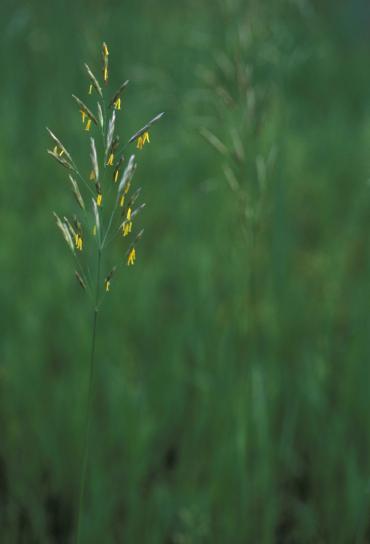 up-close, yellow flowers, grass, plant