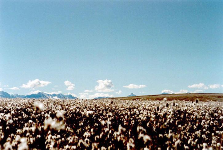 cottongrass, virágzás