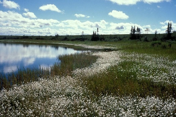 cottongrass, selawik, refugio, humedales