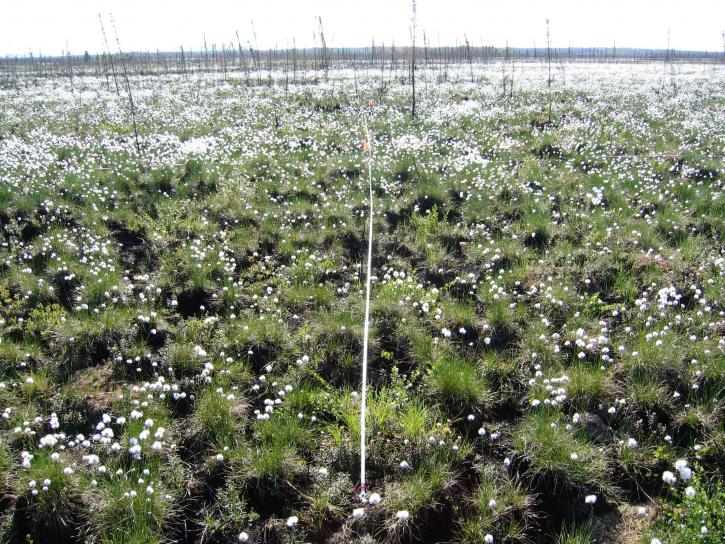 cottongrass, transekt, fältet