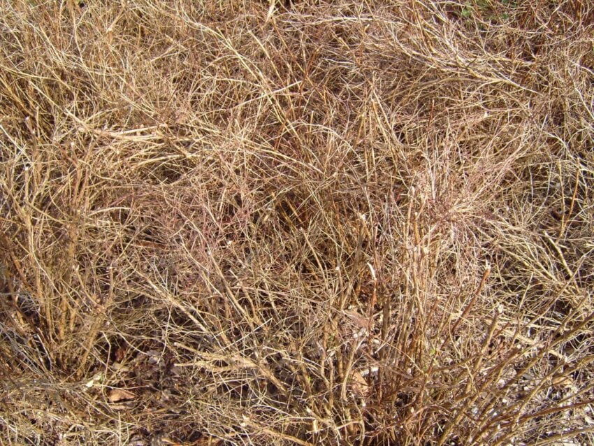 dry-grass-850x638.jpg