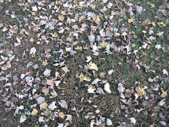 caduto, foglie, erba