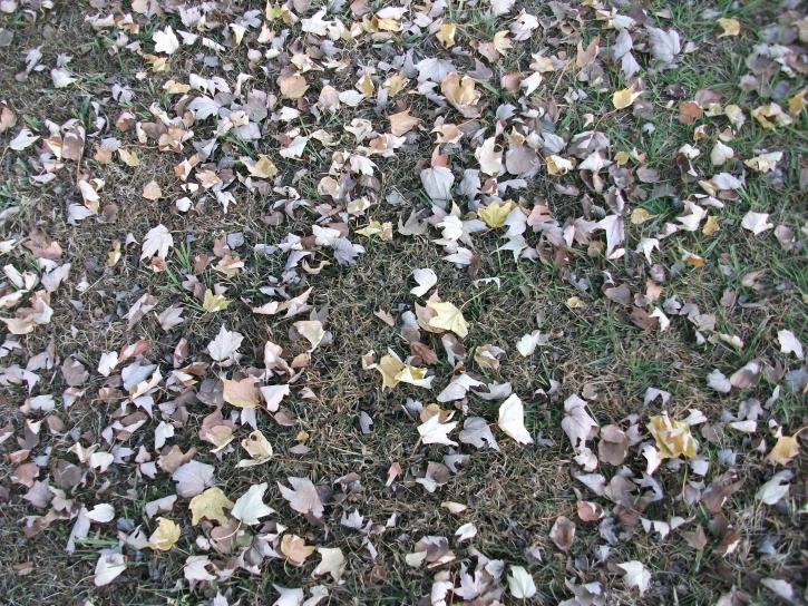 fallen, leaves, grass